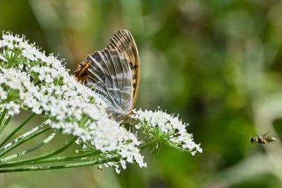 <i>Argynnis paphia</i>