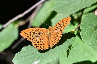 <i>Argynnis paphia</i>