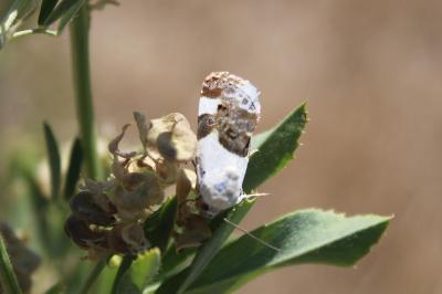 <i>Acontia lucida</i>