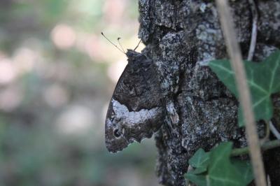 <i>Hipparchia fagi</i>