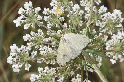 <i>Sitochroa palealis</i>
