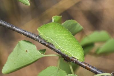 <i>Iphiclides podalirius</i>