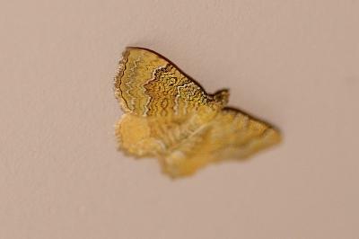 <i>Camptogramma bilineata</i>