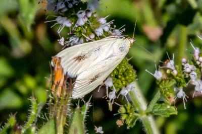 <i>Sitochroa palealis</i>