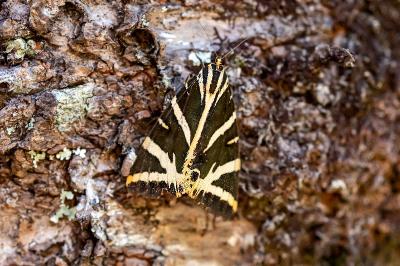 <i>Euplagia quadripunctaria</i>