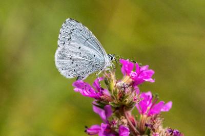 <i>Celastrina argiolus</i>