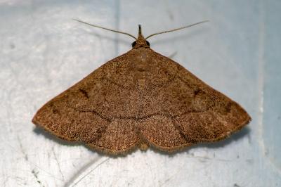 <i>Paracolax tristalis</i>