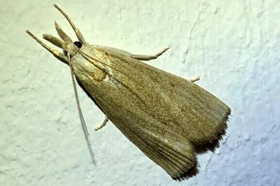 <i>Calamotropha paludella</i>
