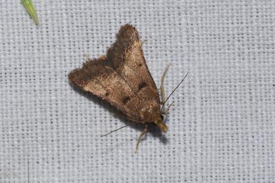 <i>Stemmatophora brunnealis</i>