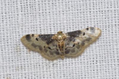 <i>Idaea filicata</i>