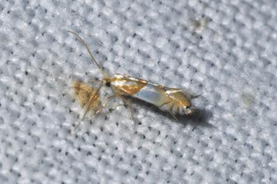 <i>Phyllonorycter roboris</i>