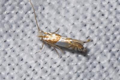 <i>Phyllonorycter roboris</i>