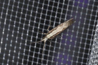 <i>Dialectica scalariella</i>