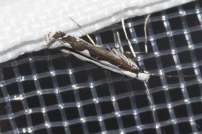 <i>Dialectica scalariella</i>