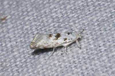 <i>Niphonympha dealbatella</i>