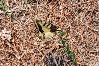 <i>Papilio machaon</i>