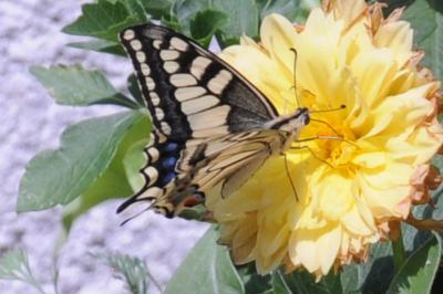 <i>Papilio machaon</i>