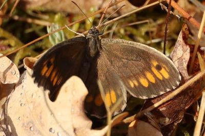<i>Arethusana arethusa</i>