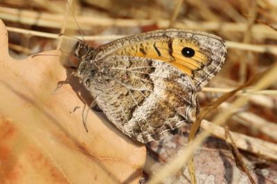 <i>Arethusana arethusa</i>
