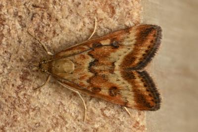 <i>Pyrausta despicata</i>