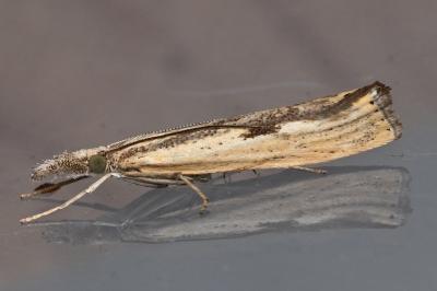 <i>Agriphila inquinatella</i>