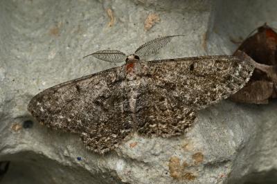 <i>Hypomecis roboraria</i>