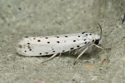<i>Yponomeuta</i>