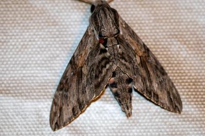 <i>Agrius convolvuli</i>
