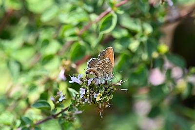 <i>Cacyreus marshalli</i>