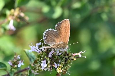 <i>Cacyreus marshalli</i>