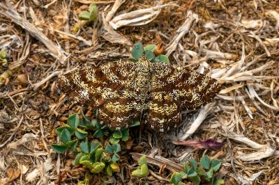 <i>Ematurga atomaria</i>