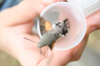<i>Macroglossum stellatarum</i>