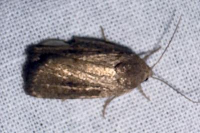 <i>Proxenus hospes</i>