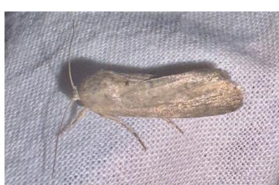 <i>Spodoptera exigua</i>