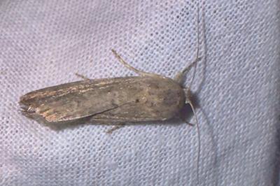 <i>Spodoptera exigua</i>
