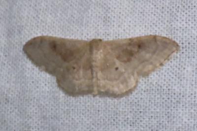 <i>Idaea degeneraria</i>