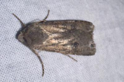 <i>Agrotis segetum</i>