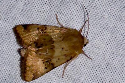 <i>Heliothis viriplaca</i>
