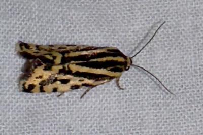 <i>Emmelia trabealis</i>