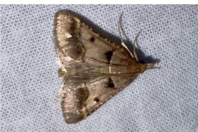 <i>Stemmatophora brunnealis</i>