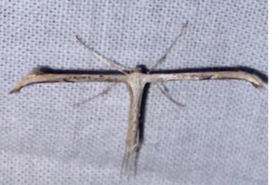 <i>Emmelina argoteles/monodactyla</i>