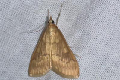 <i>Ostrinia nubilalis</i>