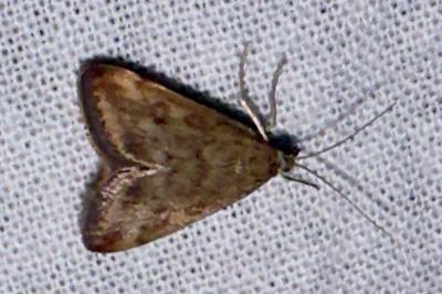 <i>Pyrausta despicata</i>