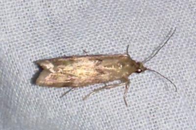 <i>Homoeosoma sinuella</i>