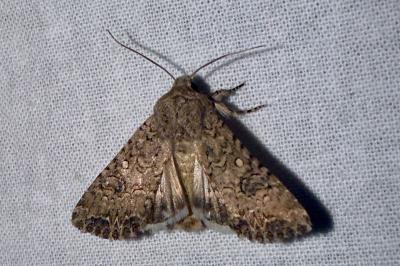 <i>Anarta trifolii</i>