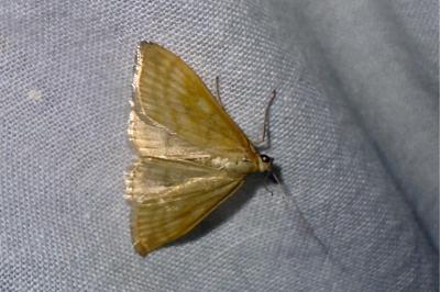 <i>Sitochroa verticalis</i>