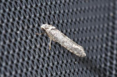 <i>Paraswammerdamia albicapitella</i>