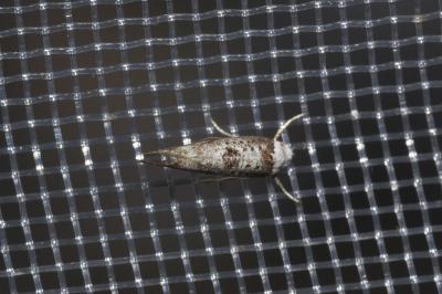<i>Paraswammerdamia albicapitella</i>