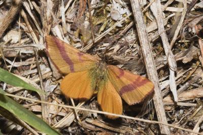 <i>Lythria cruentaria</i>