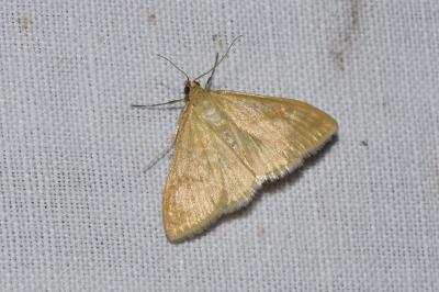 <i>Sitochroa verticalis</i>